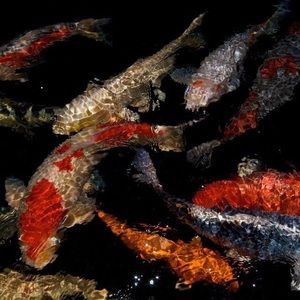 Meet your Posher, The Peachy Fish!